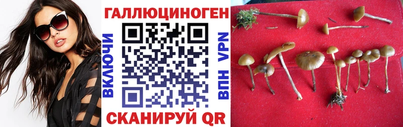 Купить Фёдоровский Псилоцибиновые грибы Psilocybe